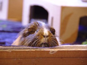 2018-09-09 Zoe (c) Jason Grossman.jpg